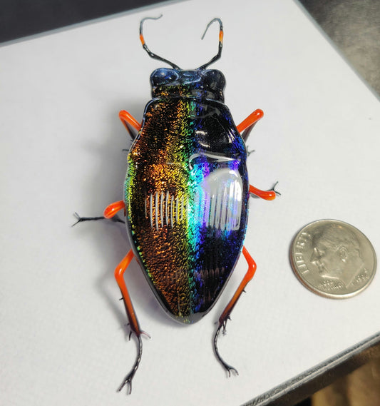 Vetropod Night and Day Jewel Beetle