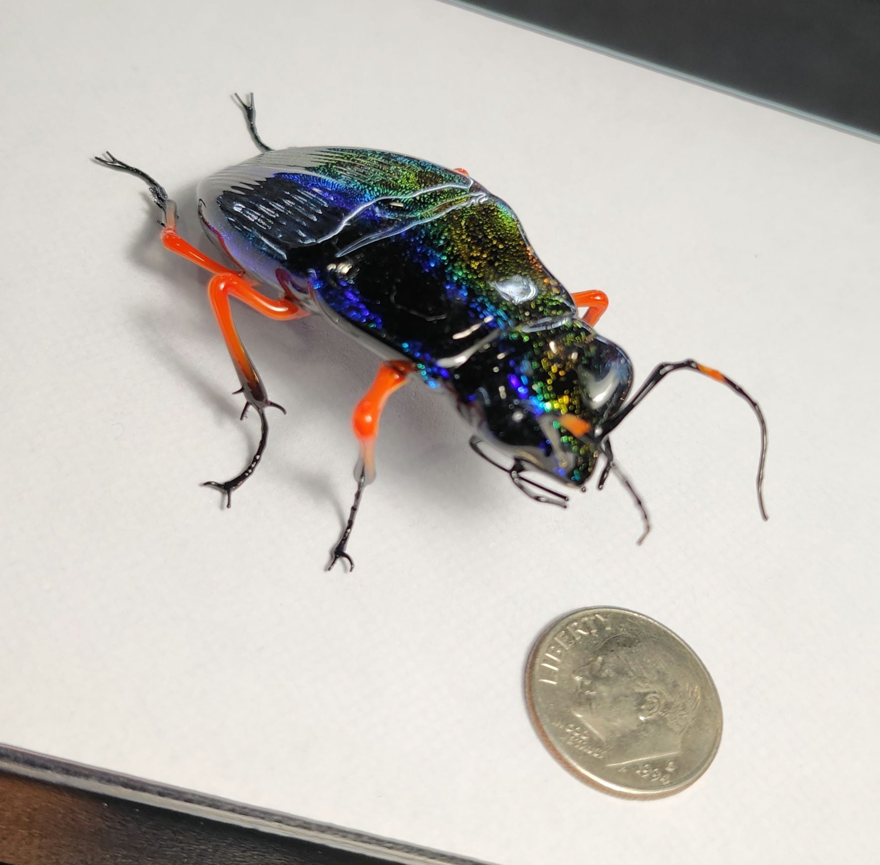 Vetropod Night and Day Jewel Beetle