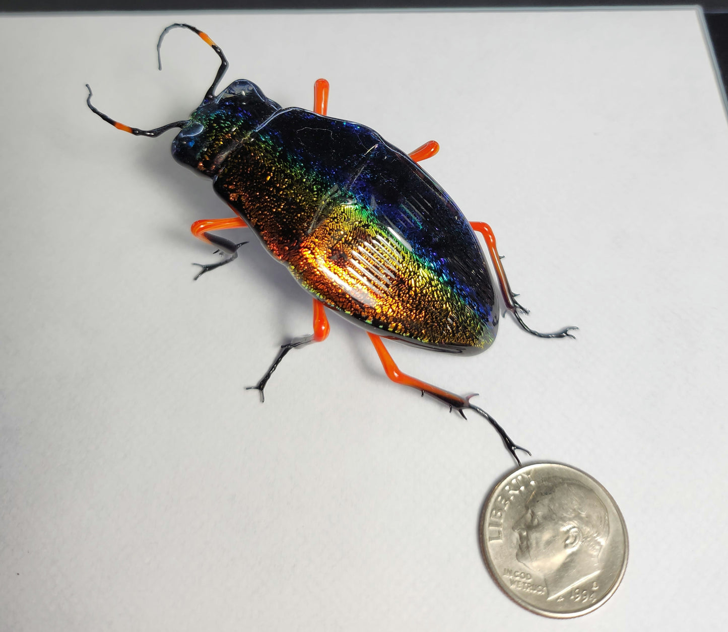 Vetropod Night and Day Jewel Beetle
